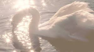 Swan in Lake 2016